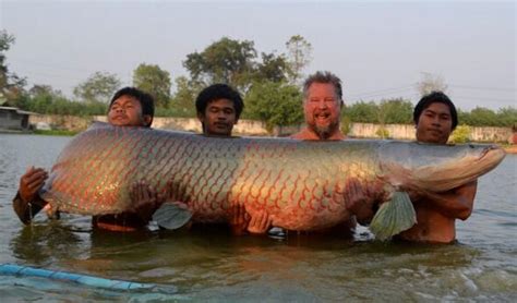 世界上最大的淡水魚，存在了一億年，卻因為太笨需要政府保護 - 每日頭條
