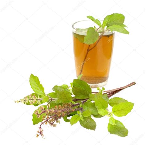 Holy Basil Tulsi Tea Ayurvedic Remedy — Stock Photo © luceluceluce #4506241