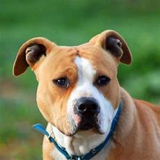 alimentazione amstaff nomi per cani amstaff pi 249 di 100 idee alimentazione amstaff nomi per cani amstaff pi 249 di 100 idee