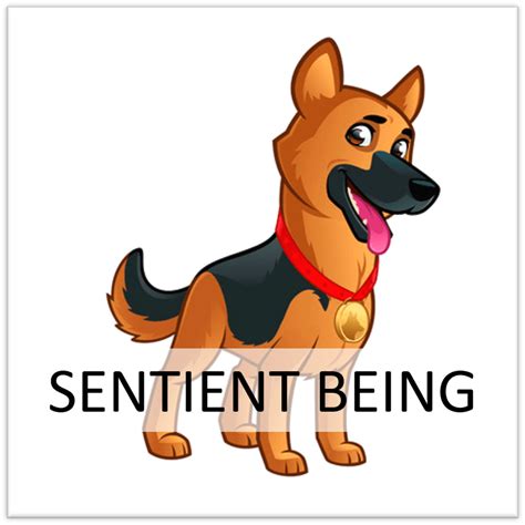 Animals in Spain awarded new legal status as ‘sentient beings ...