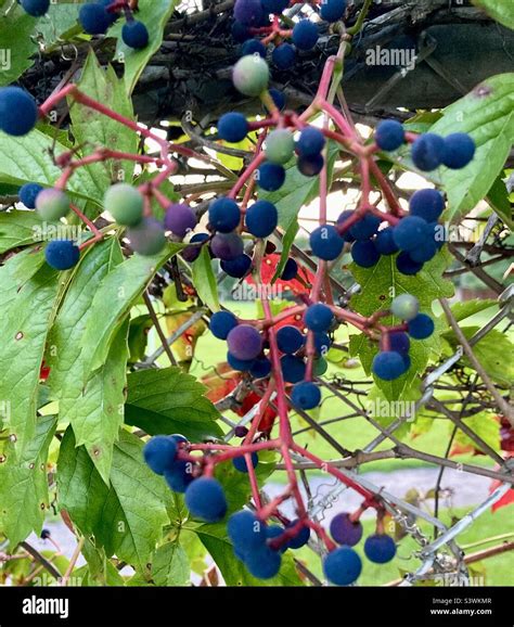 Creeper fence hi-res stock photography and images - Alamy