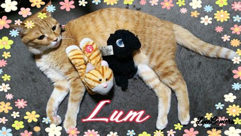 Happy Birthday Masaru - おたんじょうび おめごとう、まさる - My Nihongo Journey