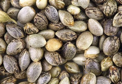 How Much Are Weed Seeds