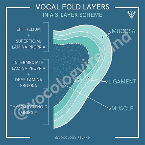 #AnatoMonday: A Vocal Anatomy Colouring Book — Vocology Ireland