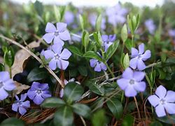 Image result for Blue Spring Flowers