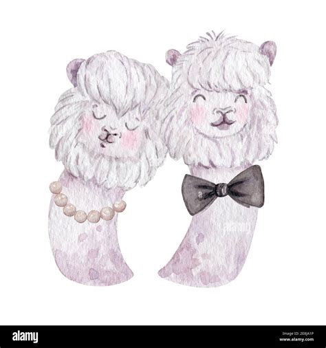 Animal Bride 的图像结果