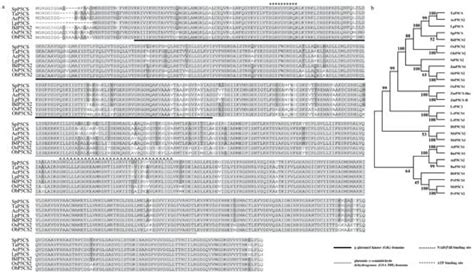 Functional Characterization of the Stipa purpurea P5CS Gene under ...