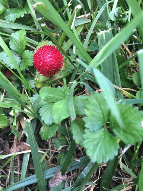 Strawberry Wild Berry Looks Like