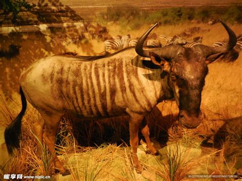 斑纹角马 的图像结果