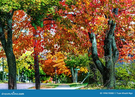 Changing Color Season in New Brunswick, Canada Stock Photo - Image of ...