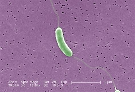 Vibrio Oysters Treatment at Marshall Hite blog