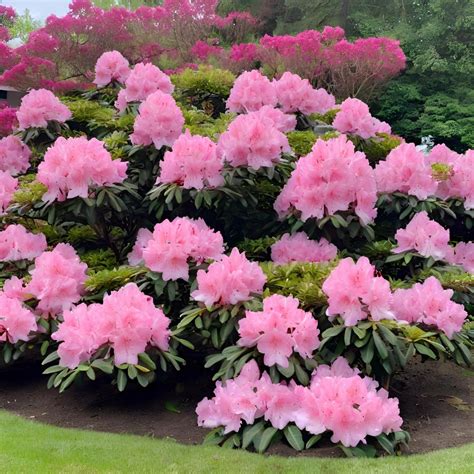 Rhododendron Roseum Elegans