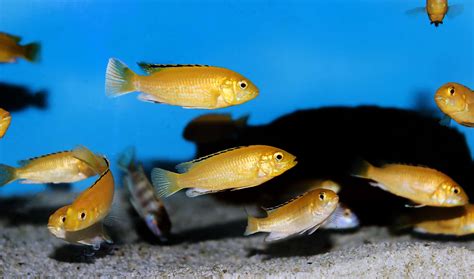 African Cichlids List