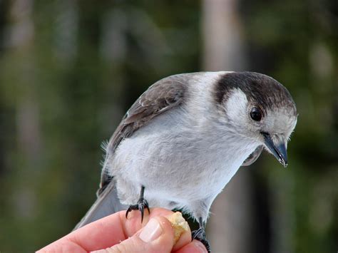Canada National Bird The Canada Jay: The National Bird Of Canada?: