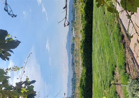 BLUE MOUNTAIN VINEYARDS - All You SHOULD Know Before Going 2026 (with ...