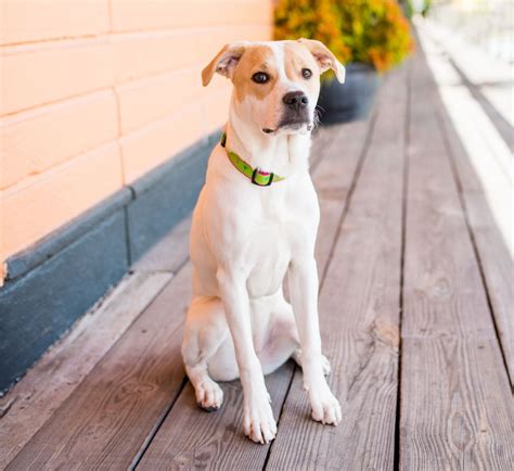 Accessibility Statement | Inman Animal Hospital