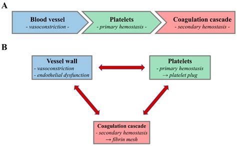 Pathways Of Coagulation : Physiology, Coagulation Pathways – JMNG