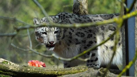 Python Eating Leopard 的图像结果