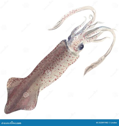 Fresh Spotted Squid Or Raw Calamari Isolated, Seafood, Isolated Object, Close-up, Design Element ...