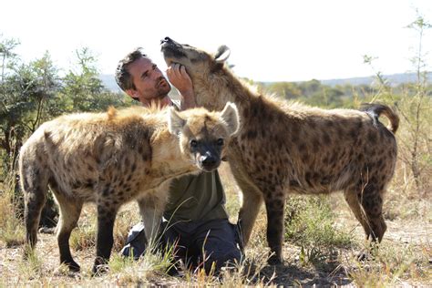 Male Lion Hyena Killer 的图像结果