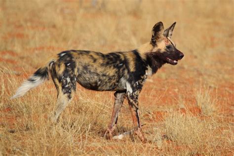 Hyena vs African Wild Dog: Key Differences Between Africa's Hunters | AnimalCompare.com
