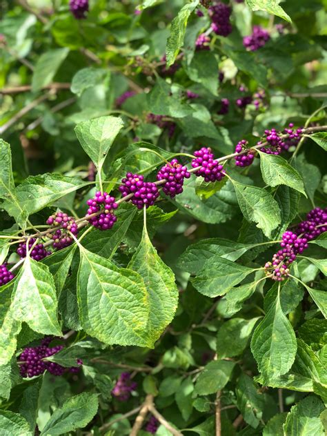 Beauty Berry Bush Callicarpa americana, French Mulberry Pint Plant**AV ...