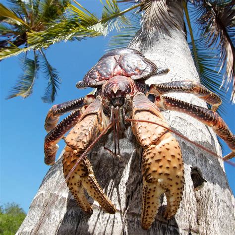 Family trying to enjoy a spring barbecue surrounded by robber crabs at Christmas Island (AU ...