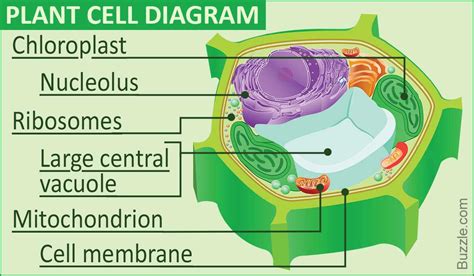 Image result for Magnetism Class 10