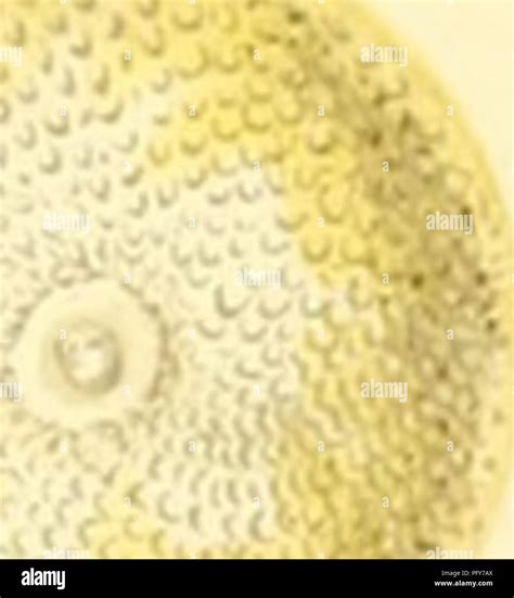 This text on entomology presents fascinating details about various insect species, their ...
