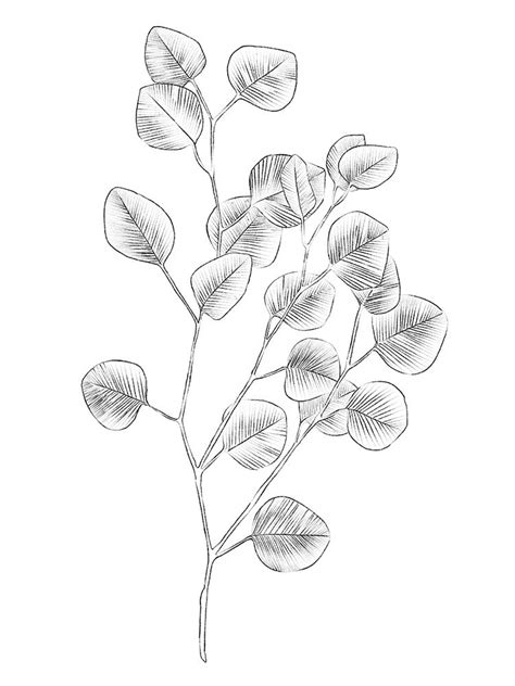 Framed Wall Art Painting Titled: Eucalyptus Sketch III, by Scarvey ...