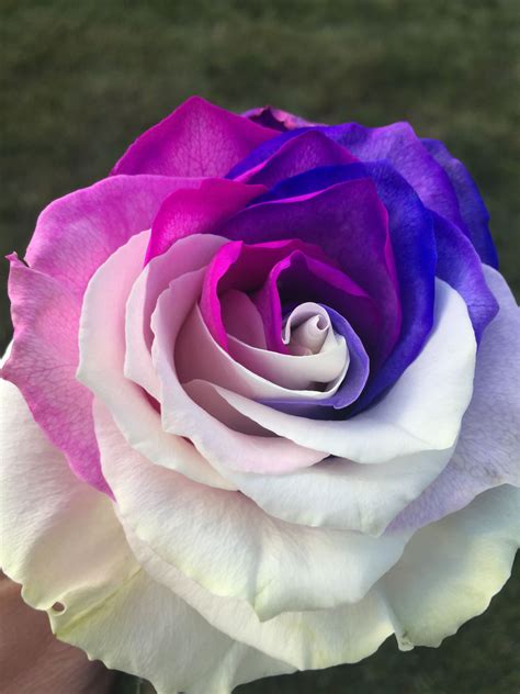 Beautiful roses from giant eagle Beautiful Flowers Pictures, Unusual ...