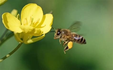 有关蜜蜂的简单知识-百度经验
