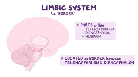 Image result for Limbic System Function Animation