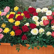 roselline in vaso flowers for flower miniature roses pictures roselline in vaso flowers for flower miniature roses pictures