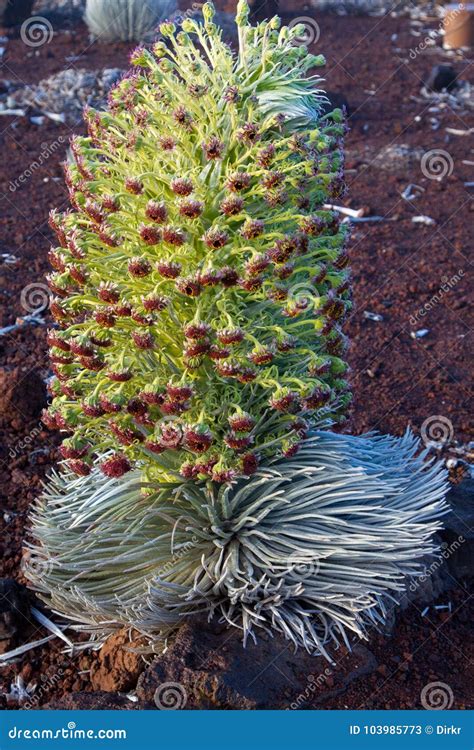 Silversword Argyroxiphium Sandwicense Stock Image - Image of america, island: 103985773