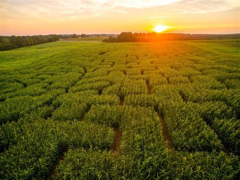 Corn Maze 的图像结果