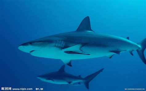 鲨鱼_鲸鱼吃鲨鱼图片 图,世界上最小的鲨鱼图