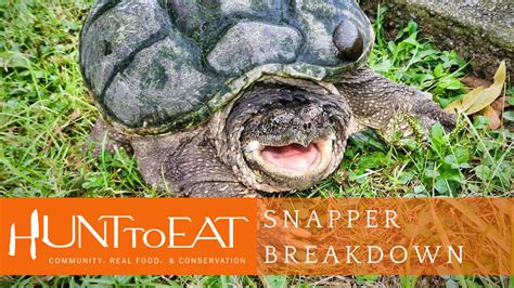 Image result for Snapping Turtle Cleaning