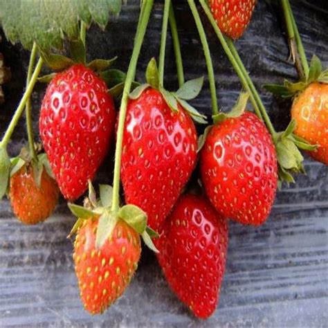 草莓品种有哪些甜查理。章姬，红颜，丰香草莓苗哪个品种好，丰产_天天苗木网