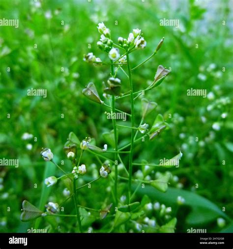 Capsella bursa-pastoris shepherd's purse gren plant with white flowers ...