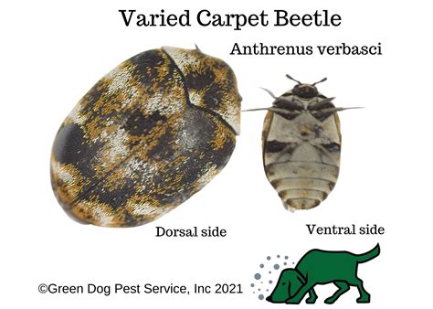 Green Dog Pest Service Inc