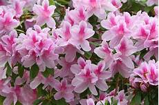 coltivare azalee in vaso come curare l azalea in vaso o in giardino lombarda flor coltivare azalee in vaso come curare l azalea in vaso o in giardino lombarda flor
