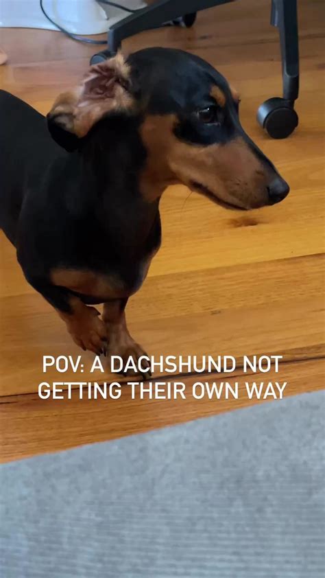 Cute Dachshund Dog with Eyes Closed