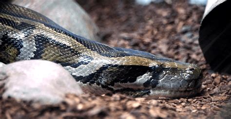 Python Eating Cow 的图像结果