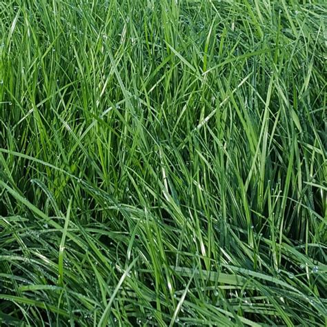 Perennial Rye Grass - Brasuda
