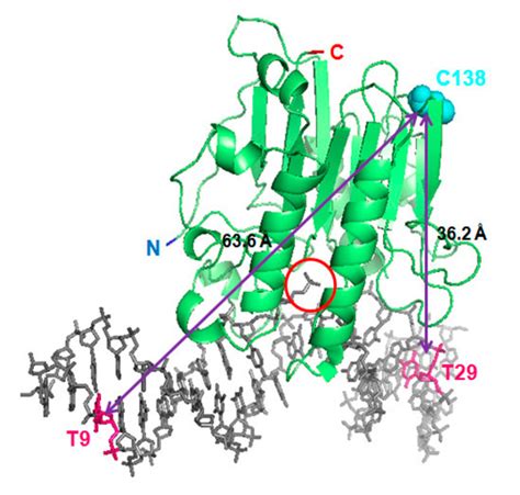 Conformational Rearrangements Regulating the DNA Repair Protein APE1