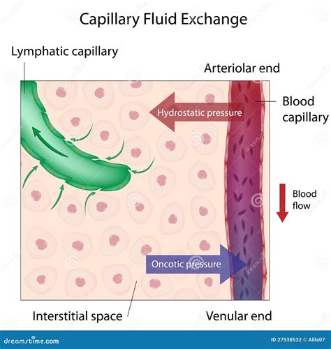 Hydrostatic Pressure Capillary