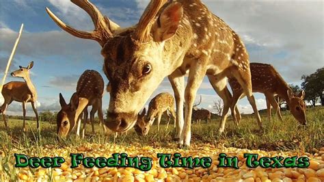 Deer Feeding Time in Texas - YouTube