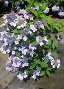 Image result for Hydrangea Trees Types