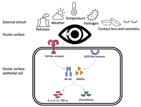 Impact of Exposomes on Ocular Surface Diseases